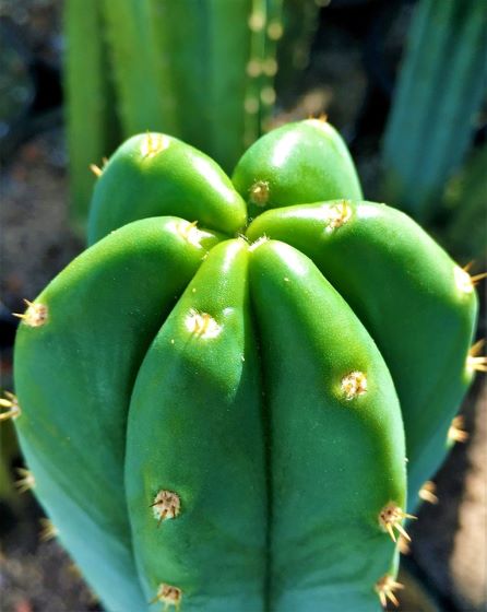Trichocereus pachanoi | The Cactus King